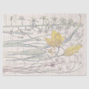 Wild Tulip Wildflower Flowers Tissue Paper