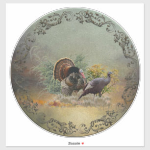 Wild turkey