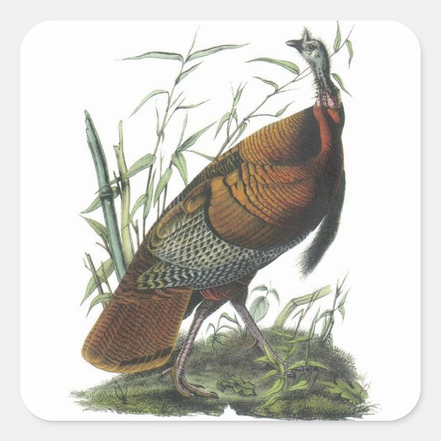 Wild Turkey by Audubon Square Sticker (Front)