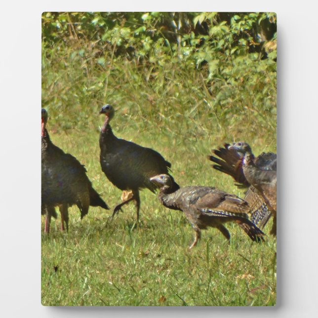 Wild Turkey, Camouflage colours Plaque (Front)