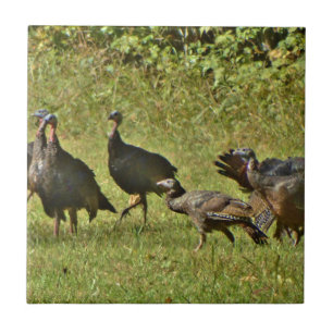 Wild Turkey, Camouflage colours Tile