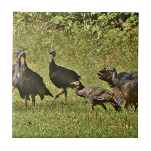Wild Turkey, Camouflage colours Tile (Front)