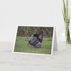 Wild Turkey Card