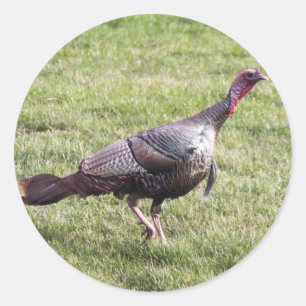 Wild Turkey Classic Round Sticker