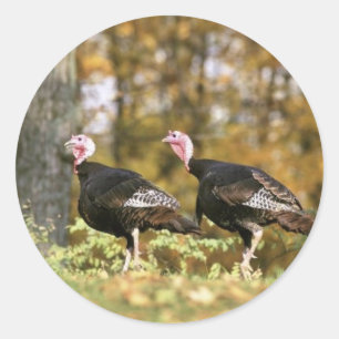 Wild turkey classic round sticker