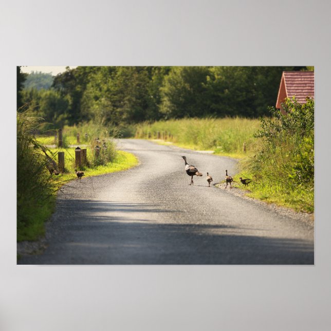 Wild Turkey Family Poster (Front)