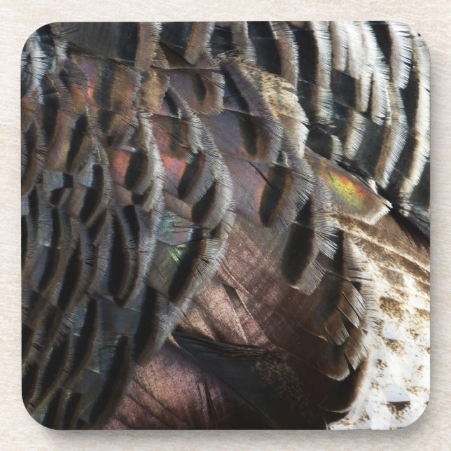 Wild Turkey Feathers I Abstract Nature Design Coaster (Front)