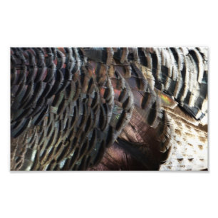 Wild Turkey Feathers I Abstract Nature Design Photo Print