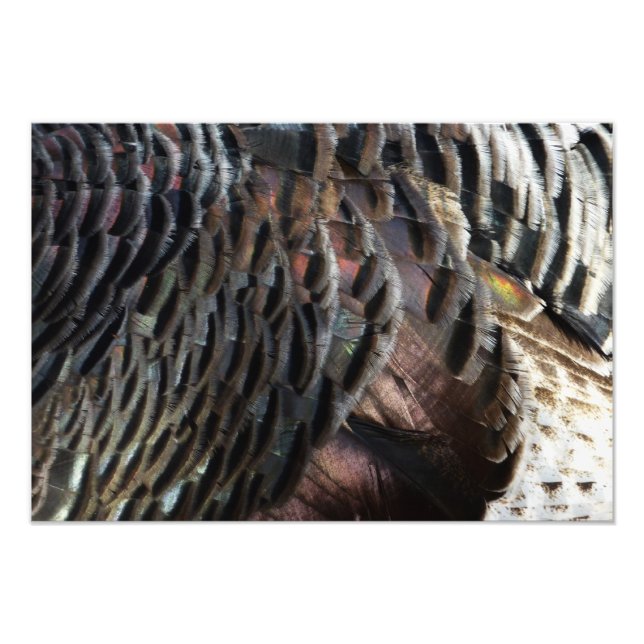 Wild Turkey Feathers I Abstract Nature Design Photo Print (Front)
