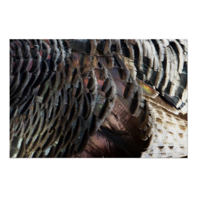 Wild Turkey Feathers I Abstract Nature Design Poster (Front)