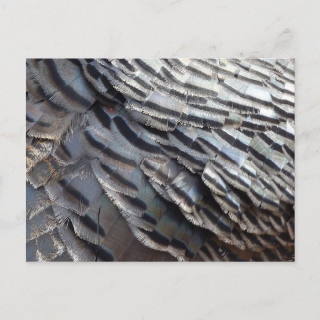 Wild Turkey Feathers II Abstract Nature Design Postcard (Front)
