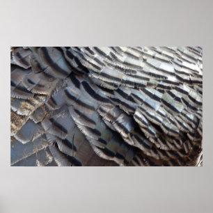 Wild Turkey Feathers II Abstract Nature Design Poster