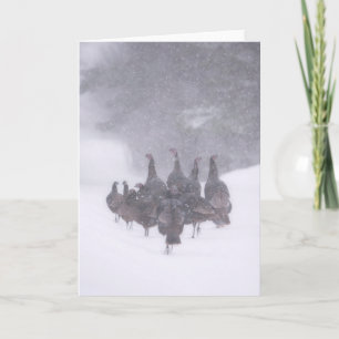 Wild Turkey Greeting Card