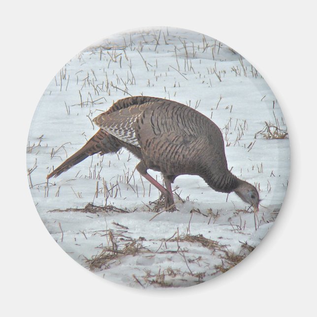 Wild Turkey in Snowy Field Magnet (Front)