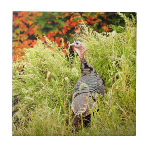 Wild Turkey in Tall Grass In Autumn   Tile