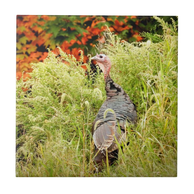 Wild Turkey in Tall Grass In Autumn   Tile (Front)
