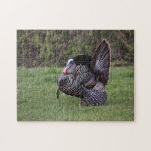 Wild Turkey Jigsaw Puzzle