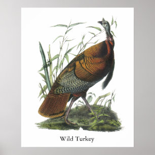 Wild Turkey, John Audubon Poster