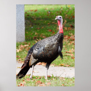 Wild Turkey -Kevin the Wethersfield Turkey  Poster
