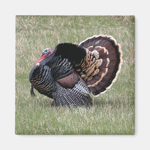 Wild Turkey  Magnet
