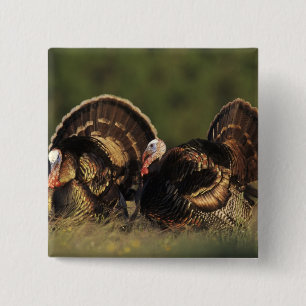 Wild Turkey, Meleagris gallopavo,males 2 Inch Square Button