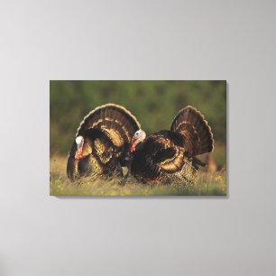 Wild Turkey, Meleagris gallopavo,males Canvas Print