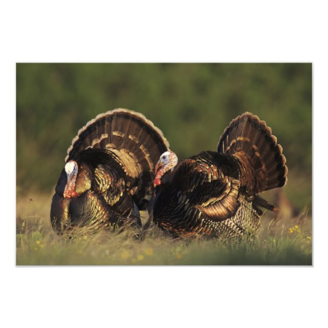 Wild Turkey, Meleagris gallopavo,males Photo Print (Front)