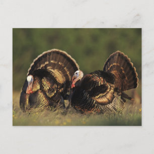 Wild Turkey, Meleagris gallopavo,males Postcard