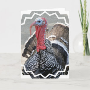 Wild Turkey Picture Greeting Card