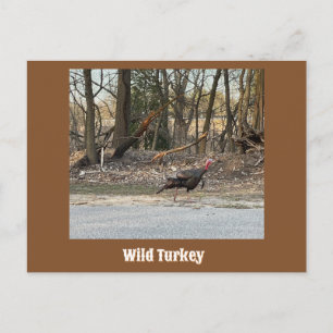 Wild Turkey Postcard