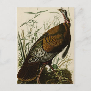Wild Turkey Postcard
