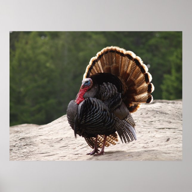Wild Turkey Poster (Front)