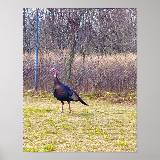Wild Turkey Poster (Front)