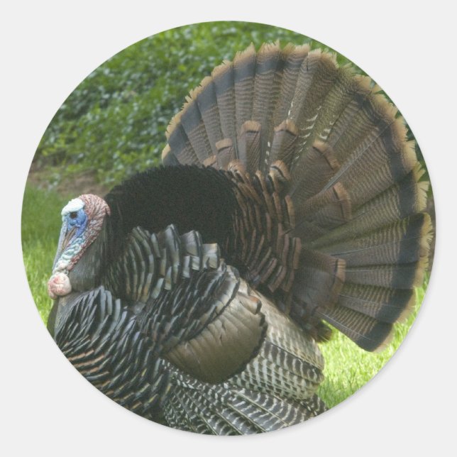 Wild Turkey Stickers (Front)