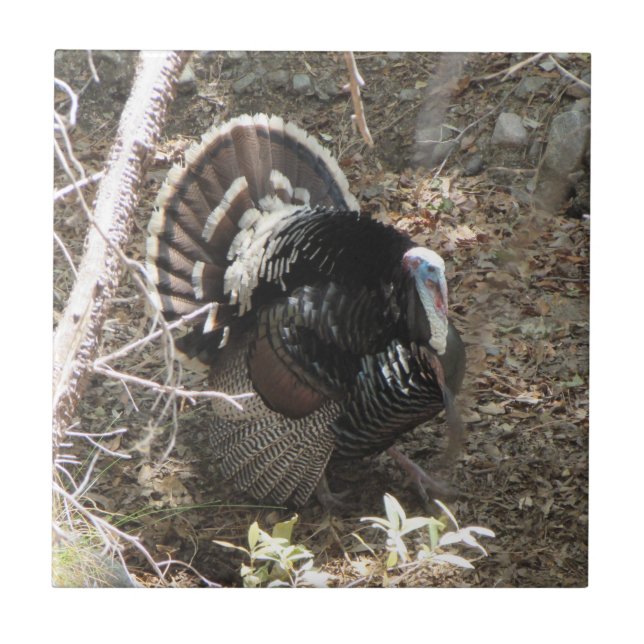 Wild Turkey Strutting for the Ladies Tile (Front)