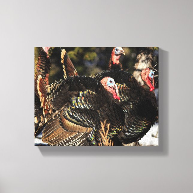 Wild Turkeys Canvas Print (Front)