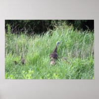 Wild Turkeys in Grass Poster
