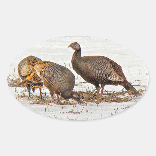 Wild Turkeys in Snow Oval Sticker (Front)
