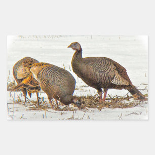 Wild Turkeys in Snow Sticker