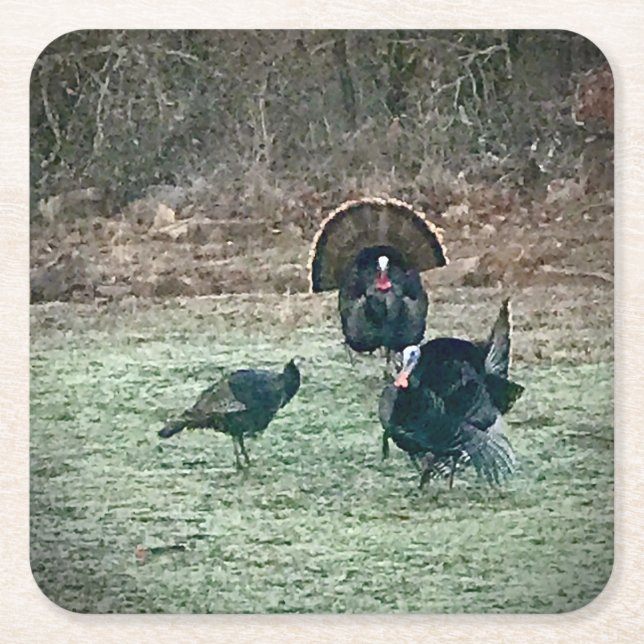 Wild turkeys paper coaster (Front)