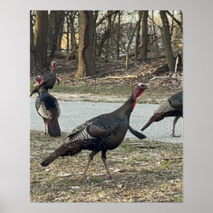 Wild Turkeys Photo Poster
