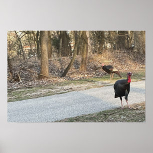 Wild Turkeys Poster