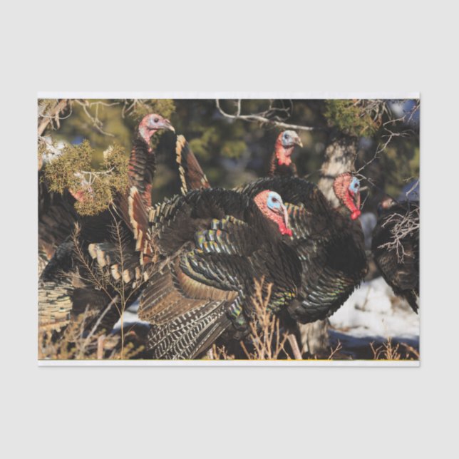 Wild Turkeys Tissue Paper (Front)