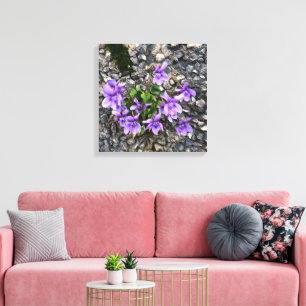 Wild Viola flowers growing from a rough cast wall Canvas Print