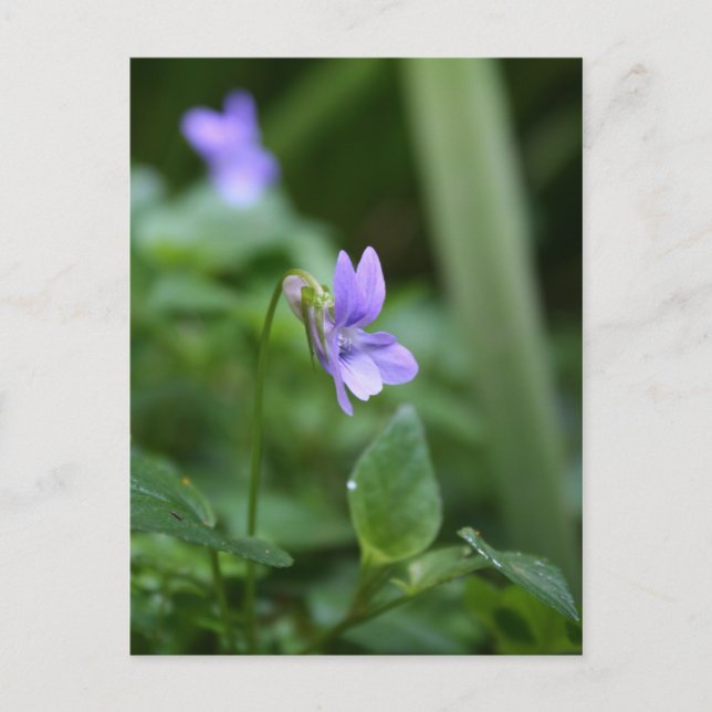 Wild Violets 1 Postcard (Front)