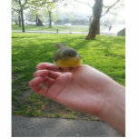 Wild Warbler Bird On Hand Gifts for Animal Lover Standing Photo Sculpture<br><div class="desc">A picture showing a wild warbler bird on a person's Hand. Enjoy this picture on many of the products available. Perfect for animal and or bird lovers,  rare sight.</div>