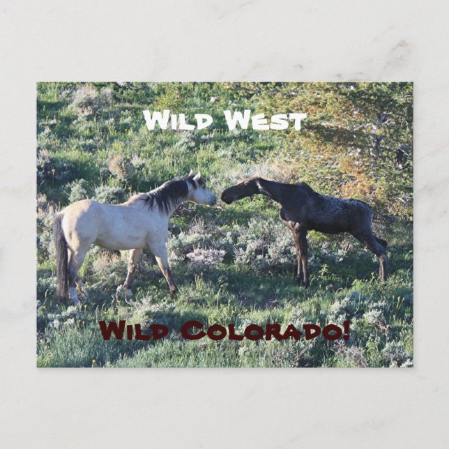 Wild West Colorado Funny Postcard (Front)