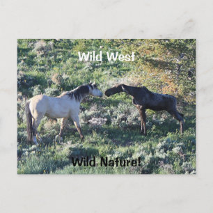 Wild West Wild Nature Funny Horse and Moose Postcard