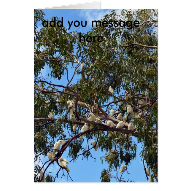 Wild White Australian Cockatoos, Add Your Message, (Front)