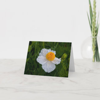 Wild White Poppy Card